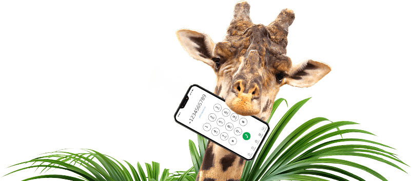 Giraffe